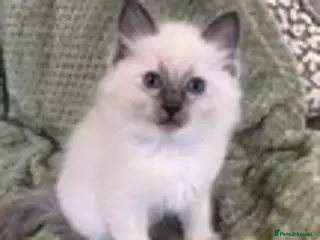 Ragdoll cats **TWO BOYS LEFT FOR NEW HOMES READY NOW** - Advert 5