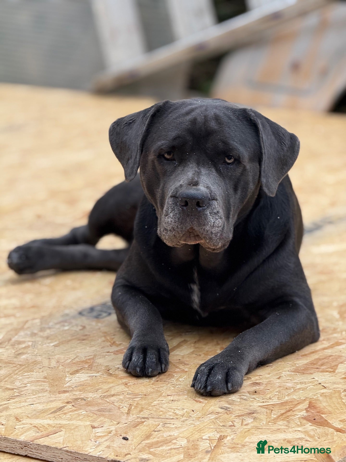 Mixed Breed dogs Cane Corso cross, beautiful temperament 4yr old - Advert 15