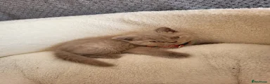 British Shorthair Kitten 2 red