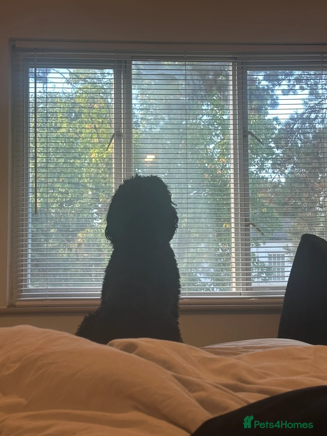 Mixed Breed dogs for sale: 2 Year old Sprockerpoo for sale  - Advert 6