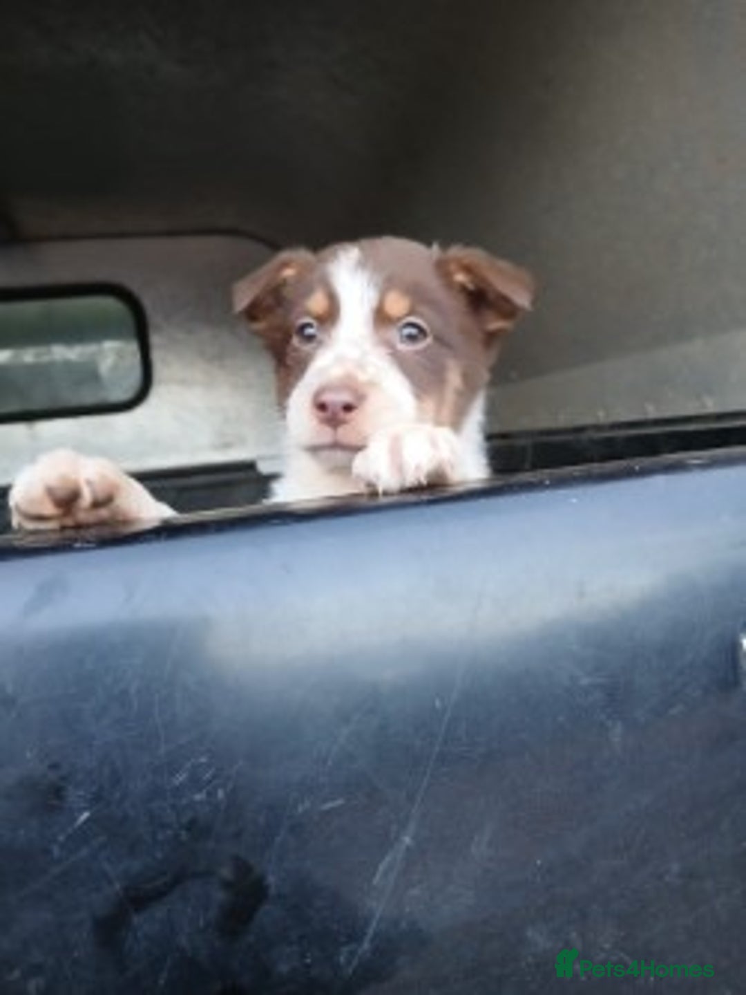 Mixed Breed dogs for sale: brown collie puppies (1 black) - Advert 16