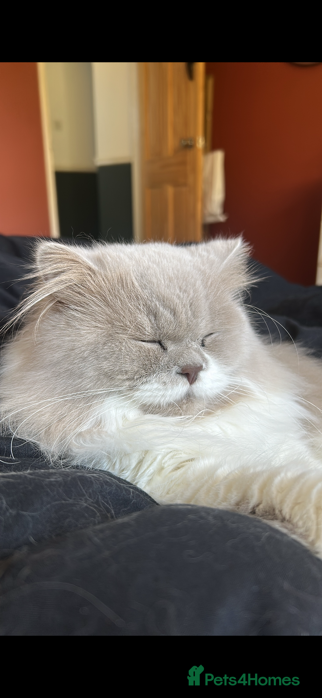 British Longhair cats for sale: Reluctant sale of our British Longhair boy - Advert 5