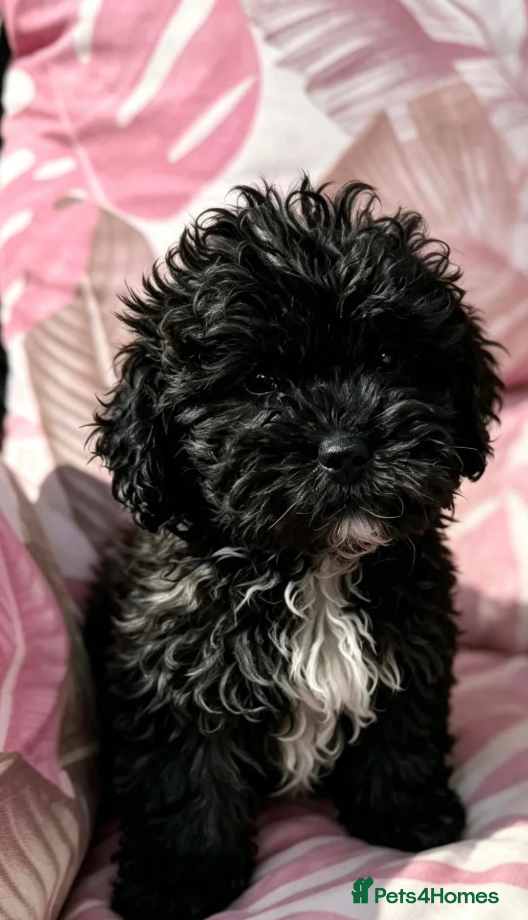 Shihpoo dogs for sale: 3 ShihPoo Boys  - Advert 2
