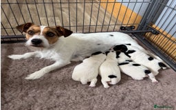 Jack Russell dogs for sale: Jack Russell Puppies - Image 6