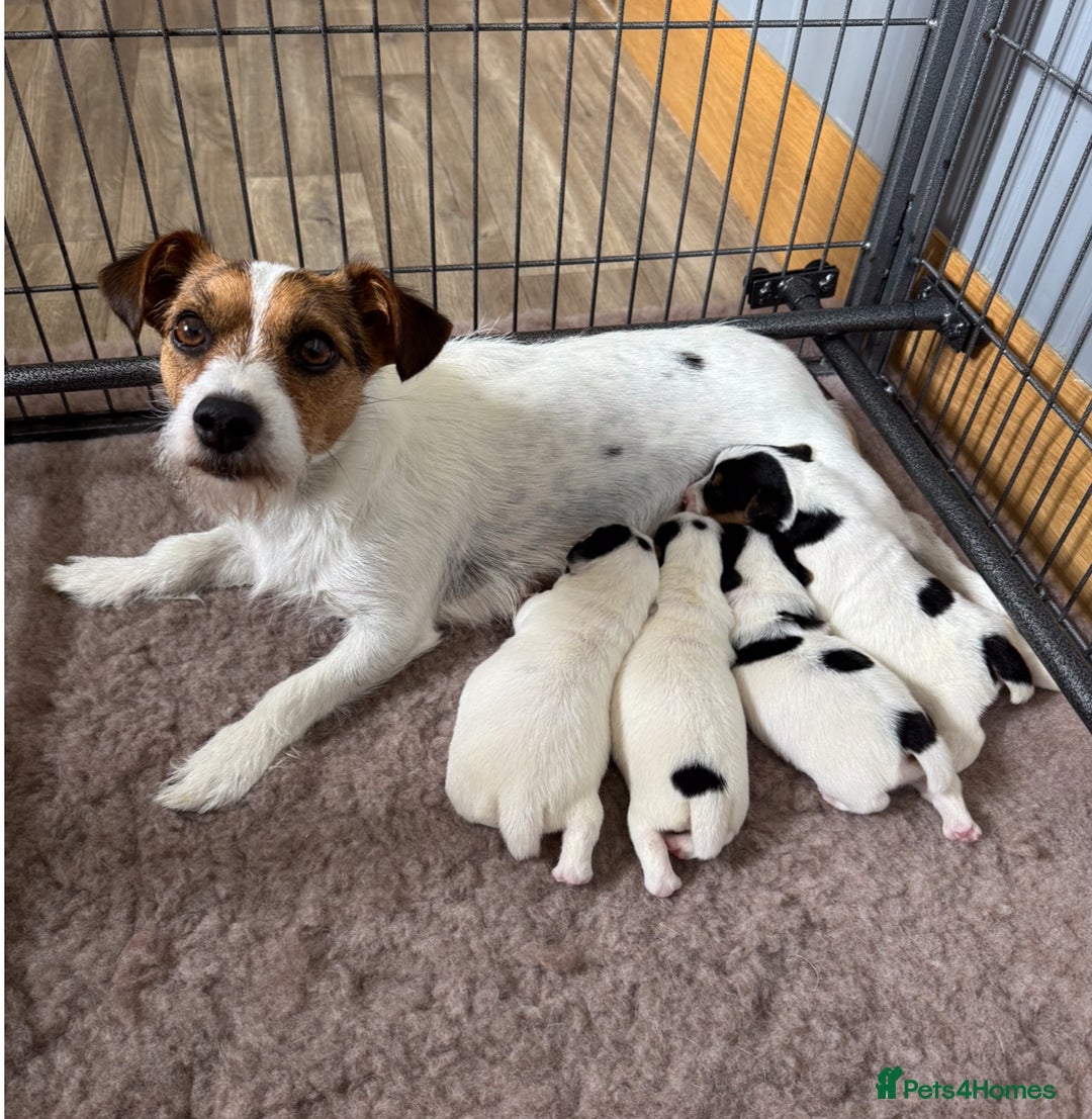 Jack Russell dogs for sale: Jack Russell Puppies - Image 6
