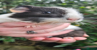 Guinea Pig rodents - Advert 8
