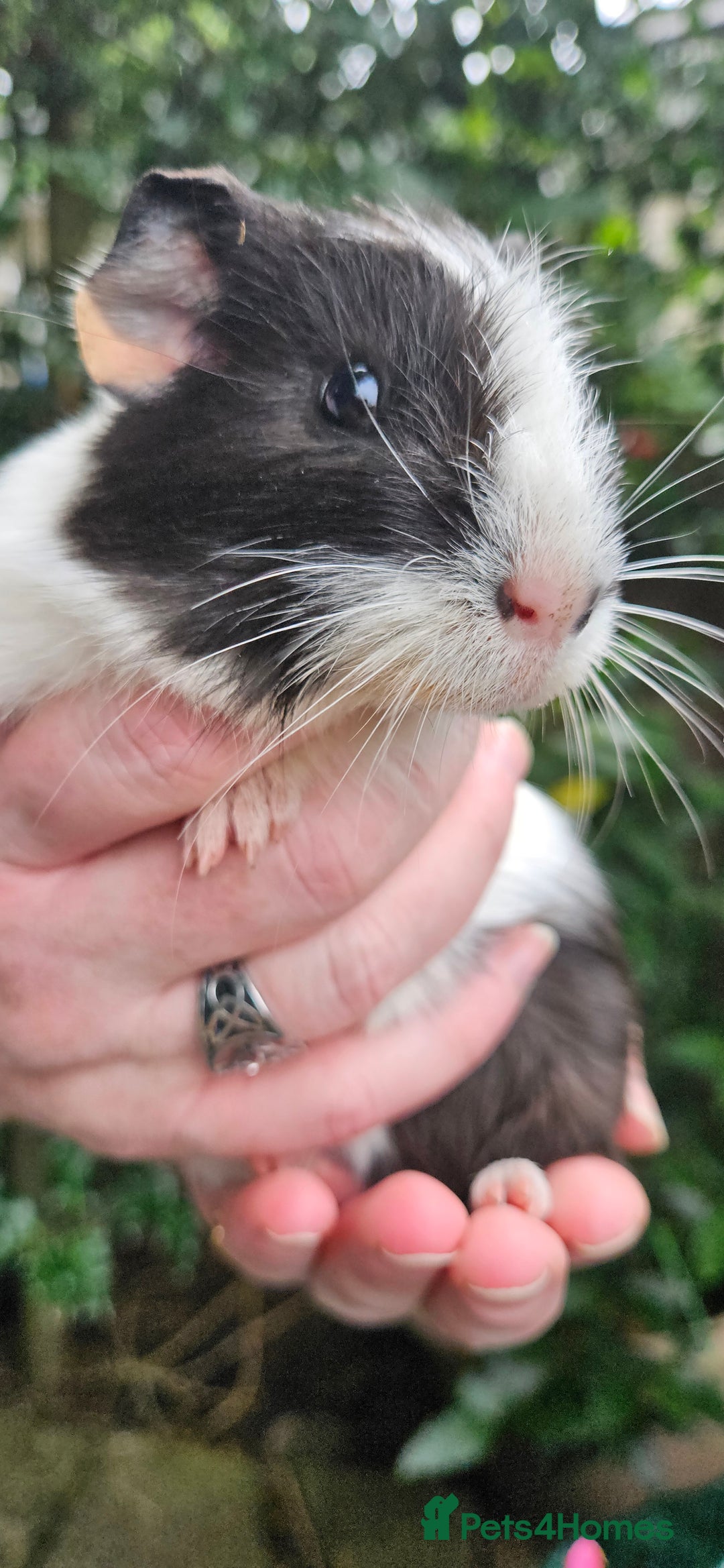 Guinea Pig rodents for sale: 7 Beautiful male Guinea Pigs for sale. - Image 2