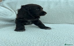 Cocker Spaniel dogs for sale: KC Reg Show Cocker Spaniels - Image 5
