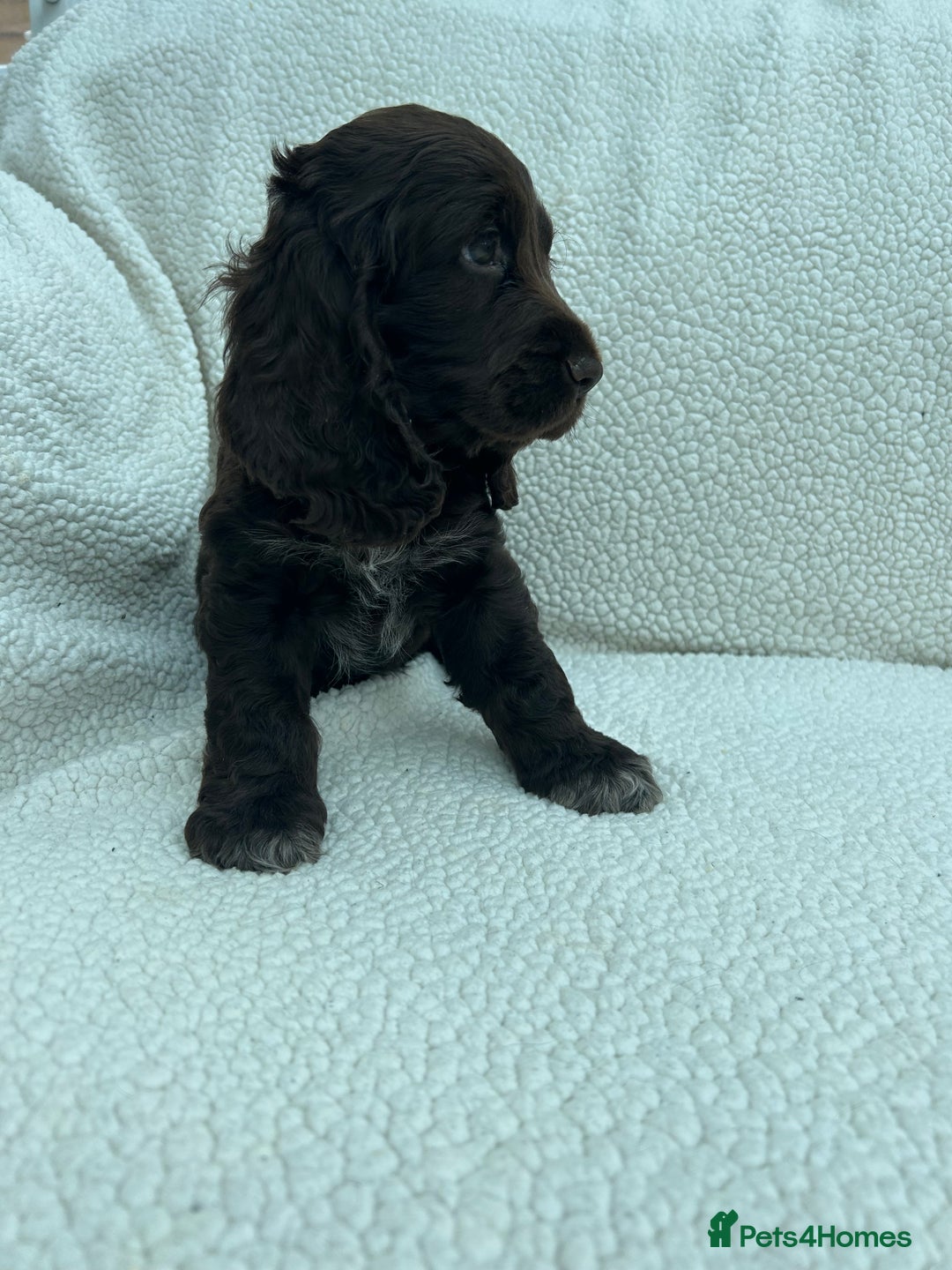 Cocker Spaniel dogs for sale: KC Reg Show Cocker Spaniels - Image 5
