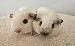 Guinea Pig rodents for sale: Bonded pairs of baby male guinea pigs  - Advert 5