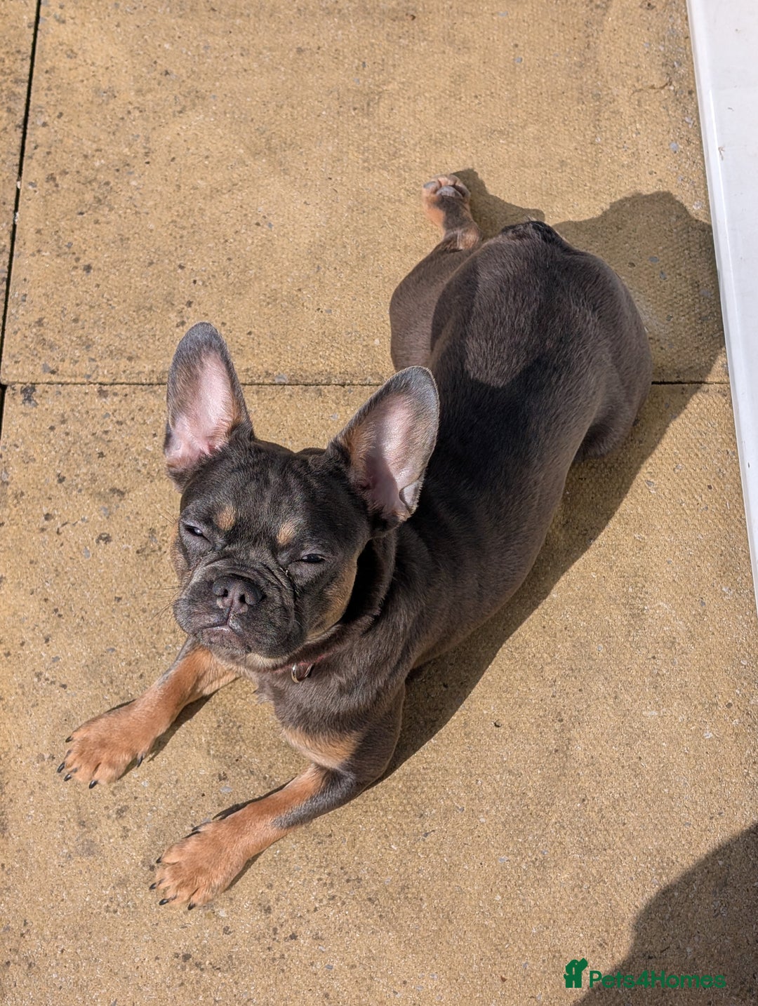 French Bulldog dogs for sale: French Bulldog - Image 2