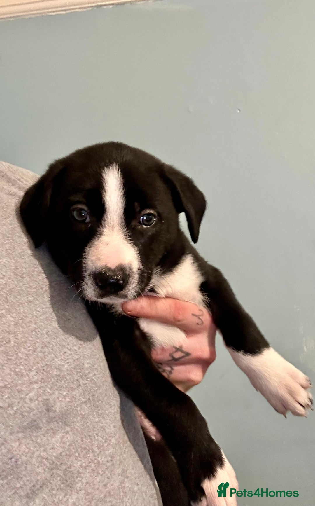 Mixed Breed dogs for sale: Collie x Whippet puppies  - Advert 6