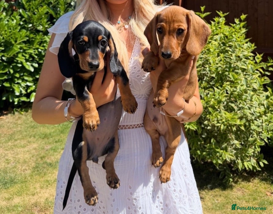 Miniature Dachshund dogs KC Reg Miniature Smooth Haired Dachshund Puppies  - Advert 1