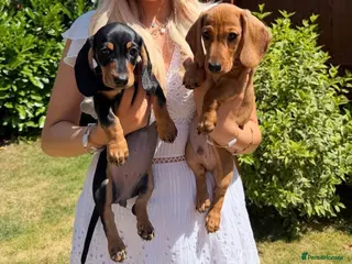 Miniature Dachshund dogs KC Reg Miniature Smooth Haired Dachshund Puppies - Advert 1