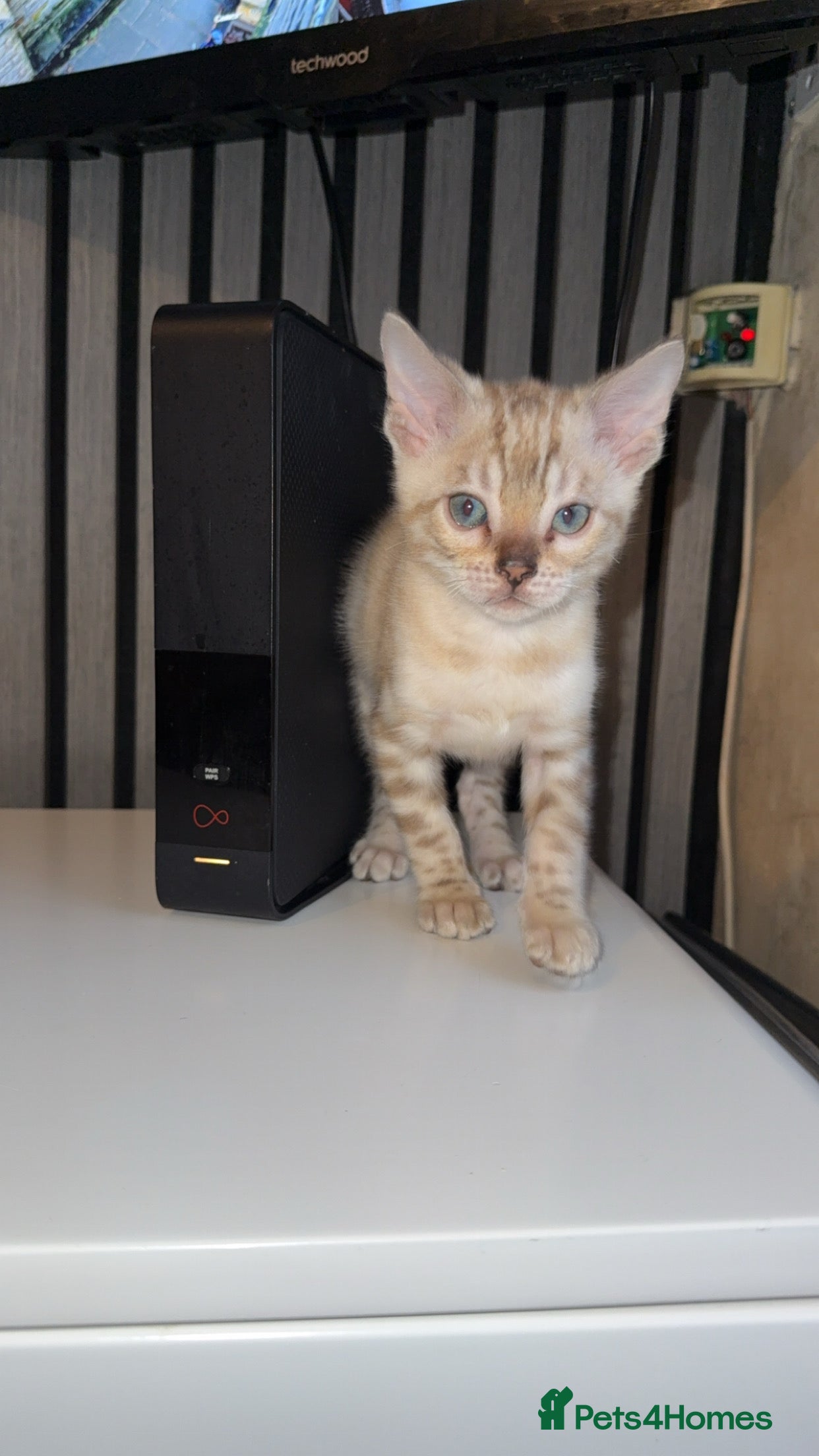 Bengal cats Bengal kittens  - Advert 15