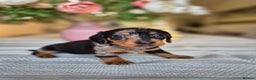 Dachshund dogs for sale: 💙Miniature Dachshund puppies! First litter!🩷  - Advert 34