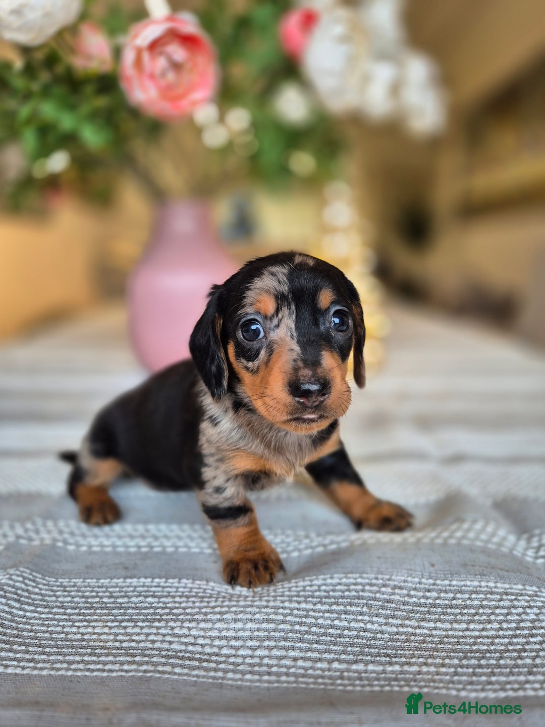 Dachshund dogs for sale: 💙Miniature Dachshund puppies! First litter!🩷  - Advert 34