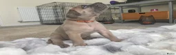 Cane Corso dogs for sale: Exceptional Full Pedigree Cane Corso Puppies - Advert 25