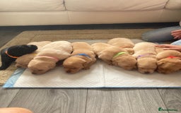 Labrador Retriever dogs for sale: LABRADOR PUPPIES - Image 2