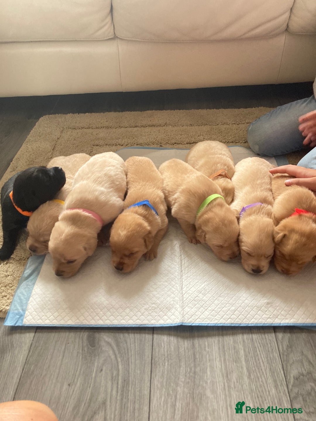 Labrador Retriever dogs for sale: LABRADOR PUPPIES - Image 2