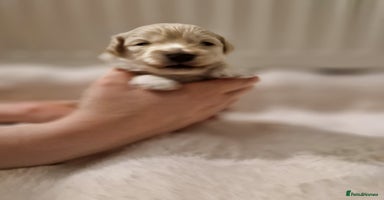 Maltipoo dogs Korean F1 Health tested Maltipoo puppies  - Advert 15