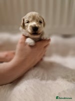 Maltipoo dogs Korean F1 Health tested Maltipoo puppies - Advert 1