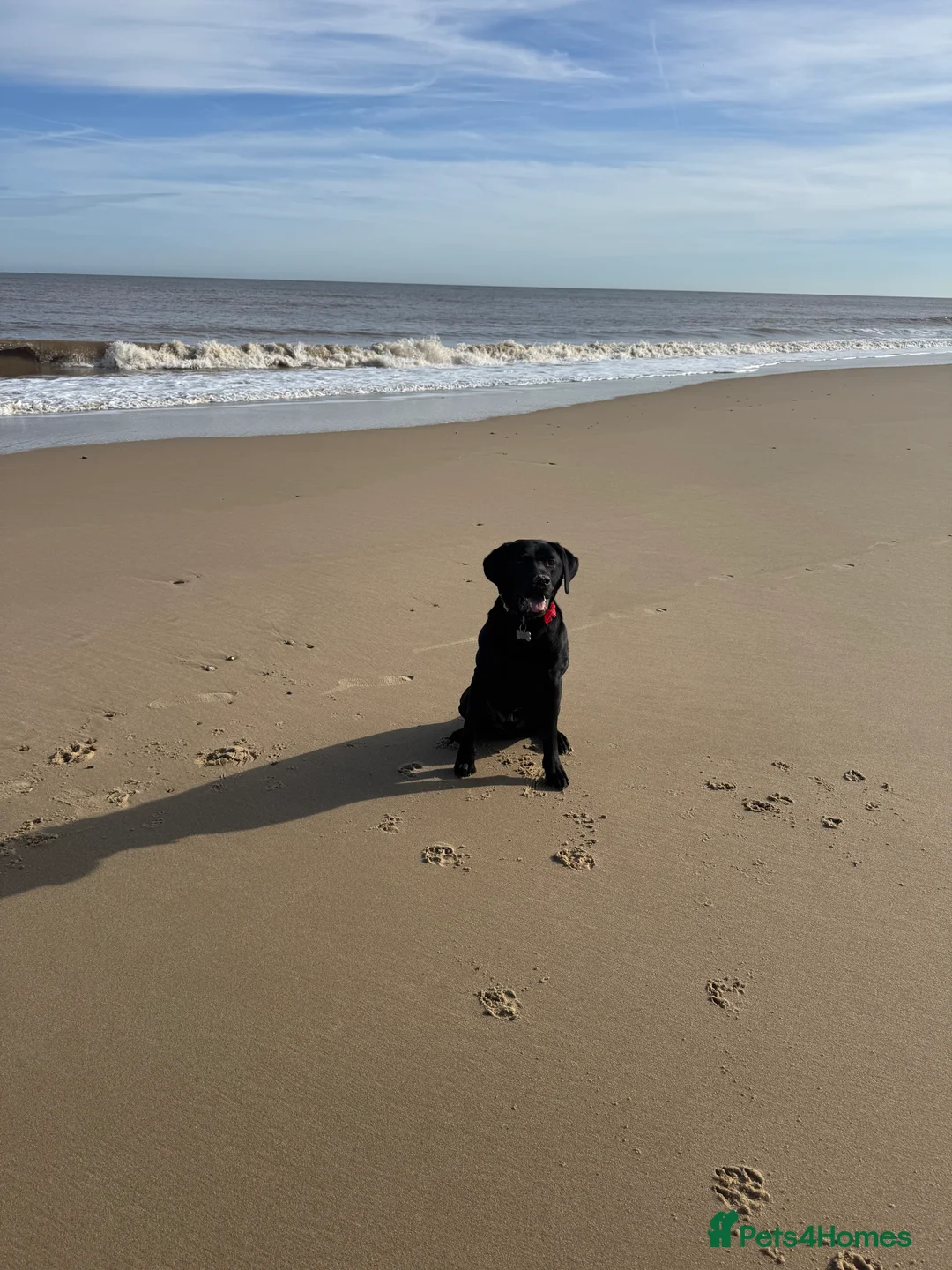 Labrador Retriever dogs for sale: male 21 month old black labrador in Norwich - Advert 6