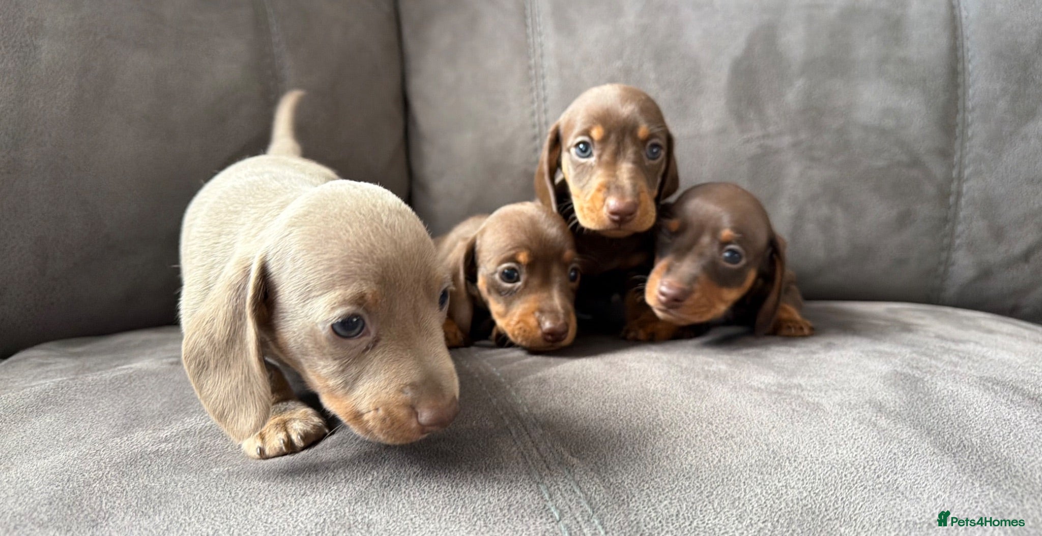 Miniature Dachshund dogs Miniature Dachshunds READY NOW!!  - Advert 1