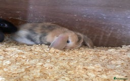 Mini Lop rabbits for sale: 2 beautiful baby mini lops for sale(one left )  - Image 6
