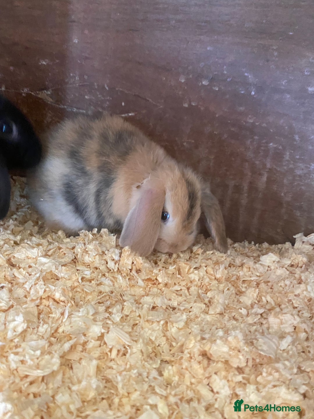 Mini Lop rabbits for sale: 2 beautiful baby mini lops for sale(one left )  - Image 6