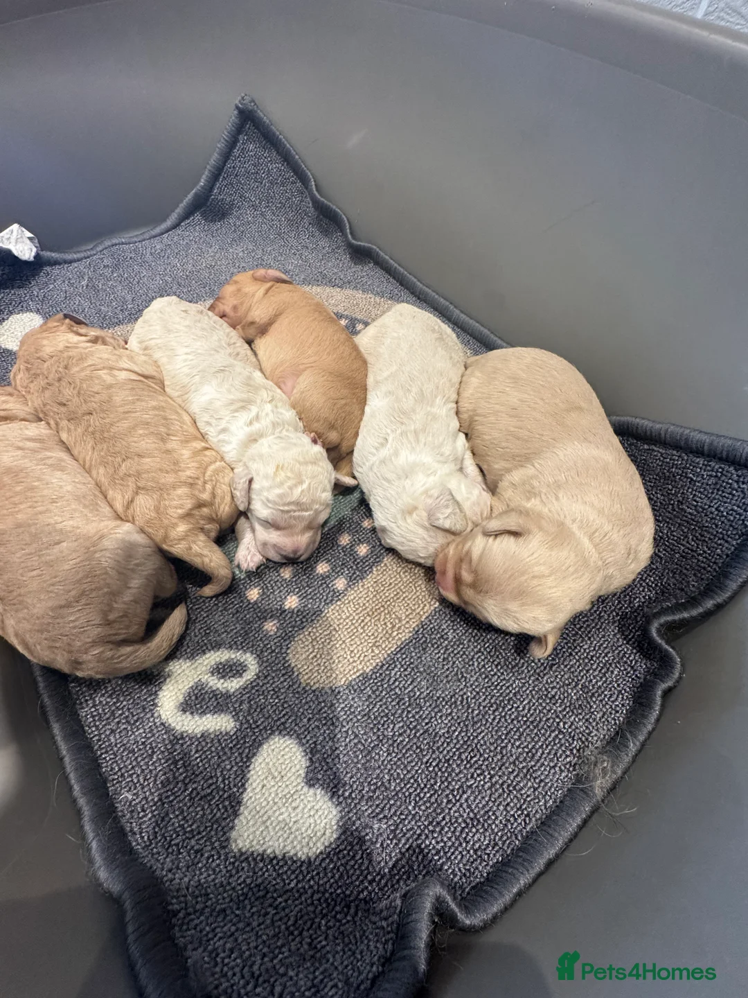 Cockapoo dogs for sale: Beautiful healthy cockapoo - Advert 2