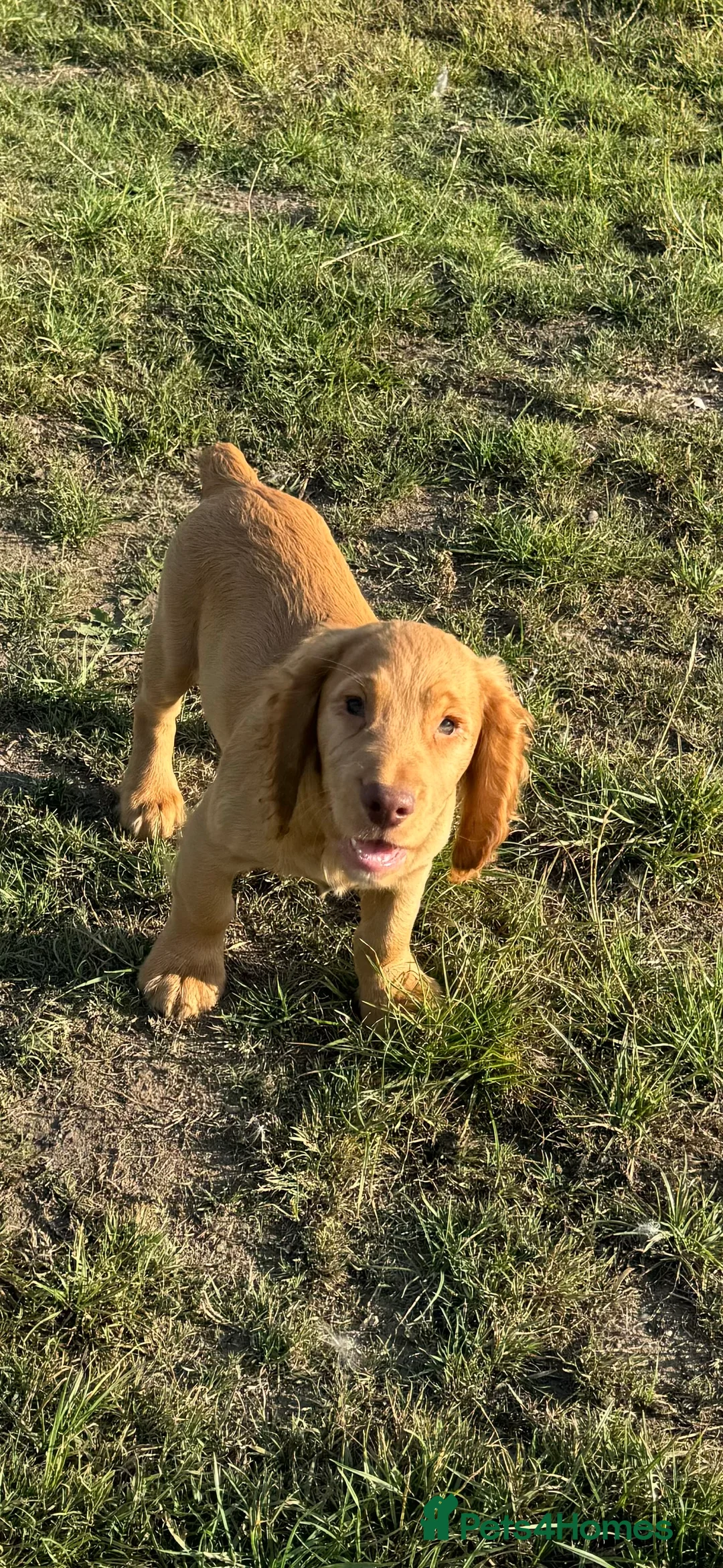 Cocker Spaniel dogs for stud: Stunning Chocolate & Tan Cocker Proven Stud in Burton-on-Trent - Advert 23
