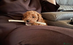 Cavapoo dogs for sale: Lovely cavapoo girl - Image 3