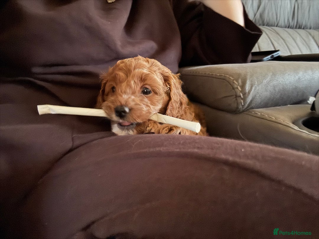 Cavapoo dogs for sale: Lovely cavapoo girl - Image 3