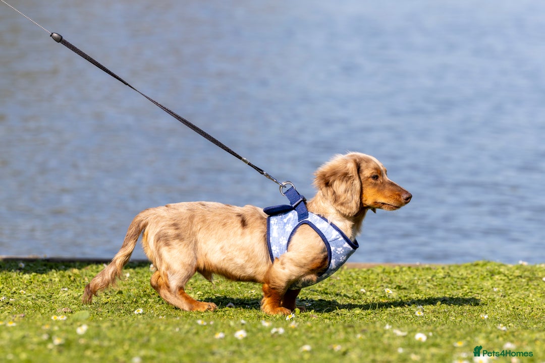 Miniature Dachshund dogs for stud: Chocolate Dapple mini dachshund stud  - Advert 19