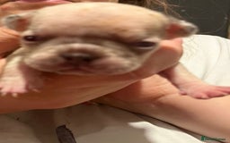 French Bulldog dogs for sale: Amazing litter of french bulldog puppies - Image 11