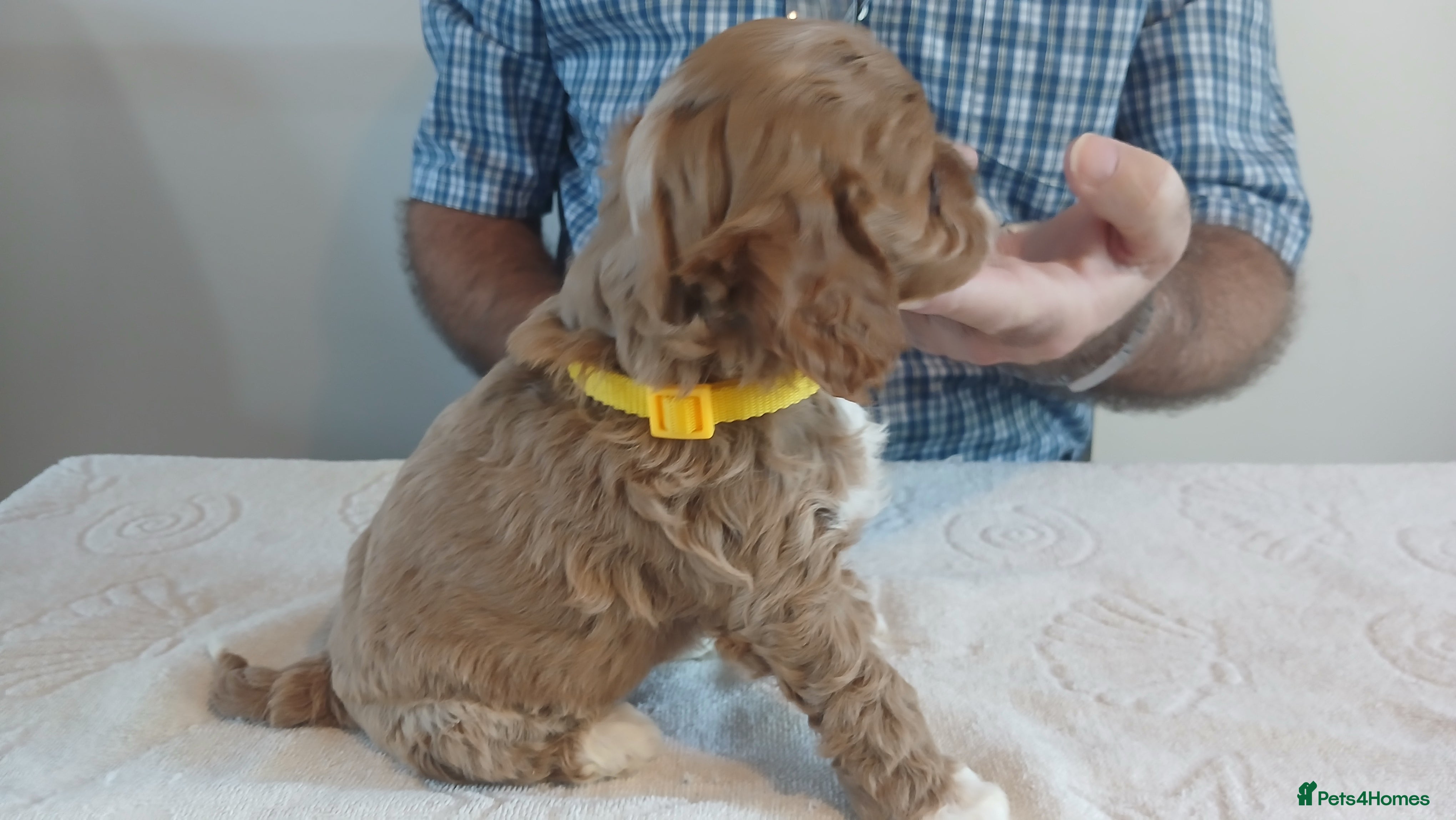 Cavapoo dogs for sale: F1 CAVAPOO PUPPIES  - Advert 2