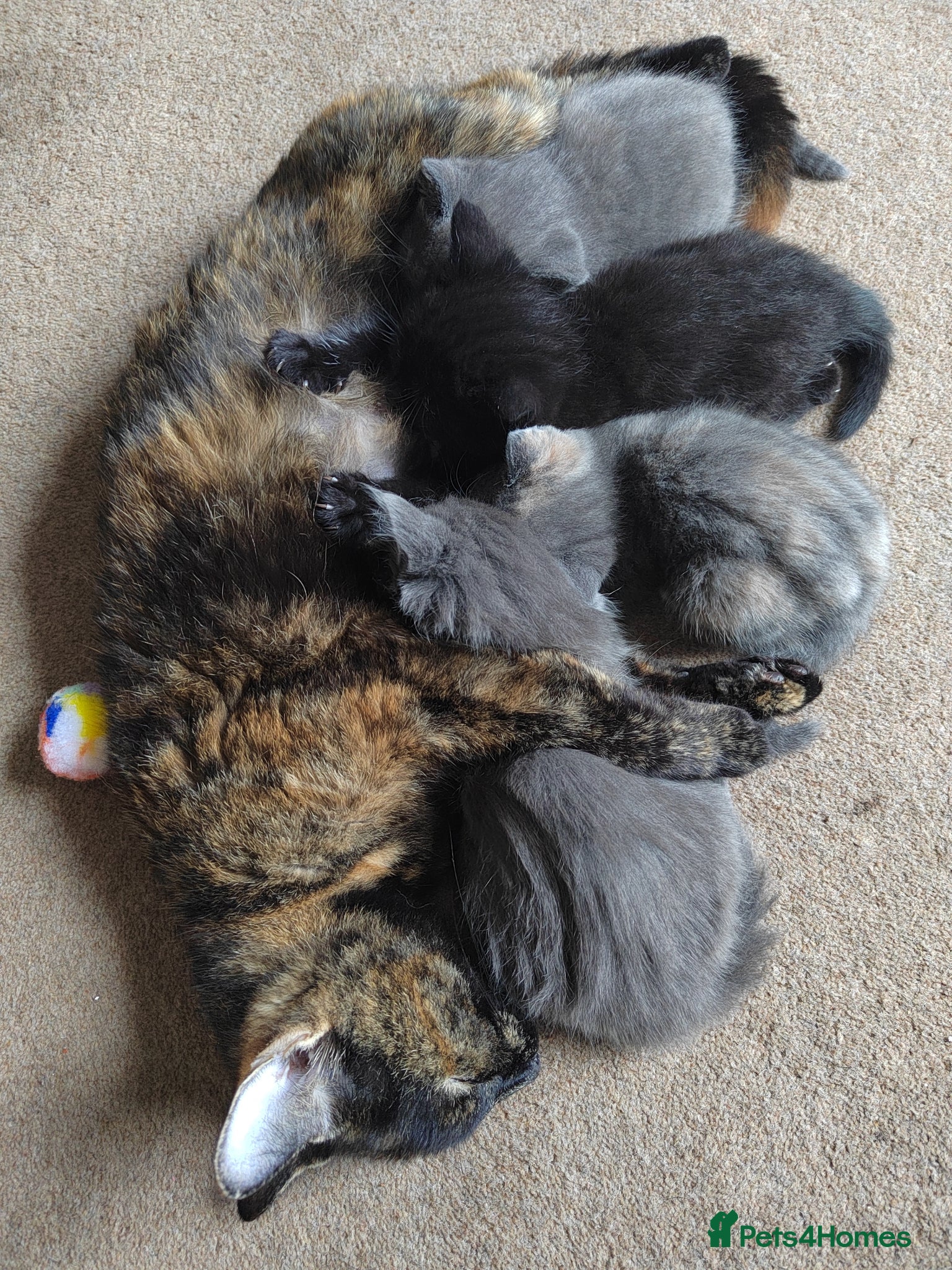 Mixed Breed cats for sale: Beautiful grey, tortoiseshell, black kittens in Wakefield - Advert 2