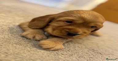 Cocker Spaniel dogs - Advert 8