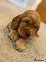 Cocker Spaniel dogs - Advert 3