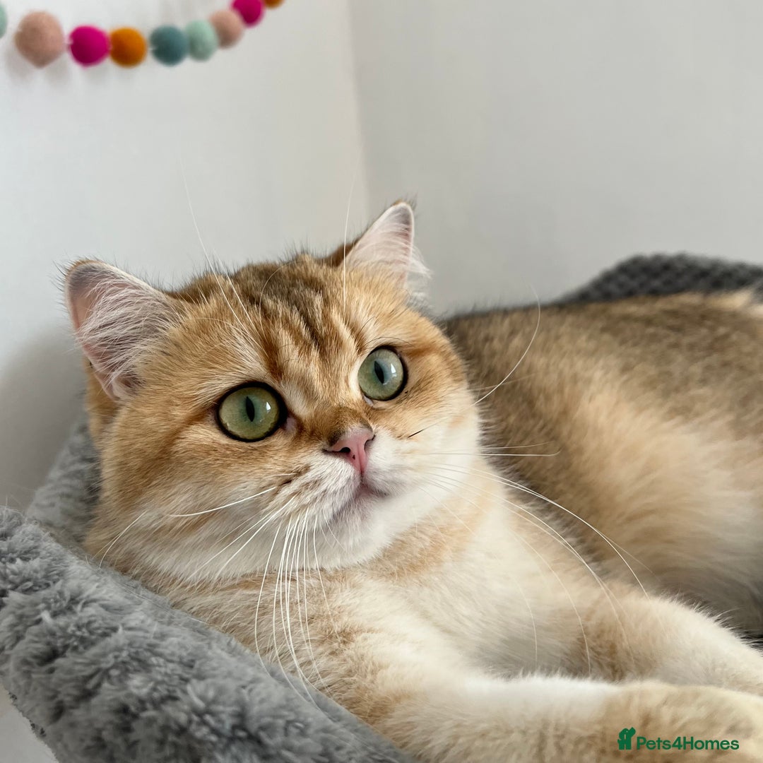 British Longhair cats for sale: Gorgeous Golden British Longhair & Shorthair  - Advert 8