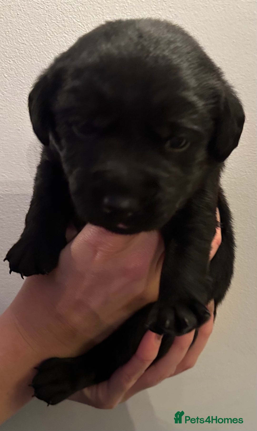Labrador Retriever dogs for sale: Beautiful kc reg black labradors - Advert 16