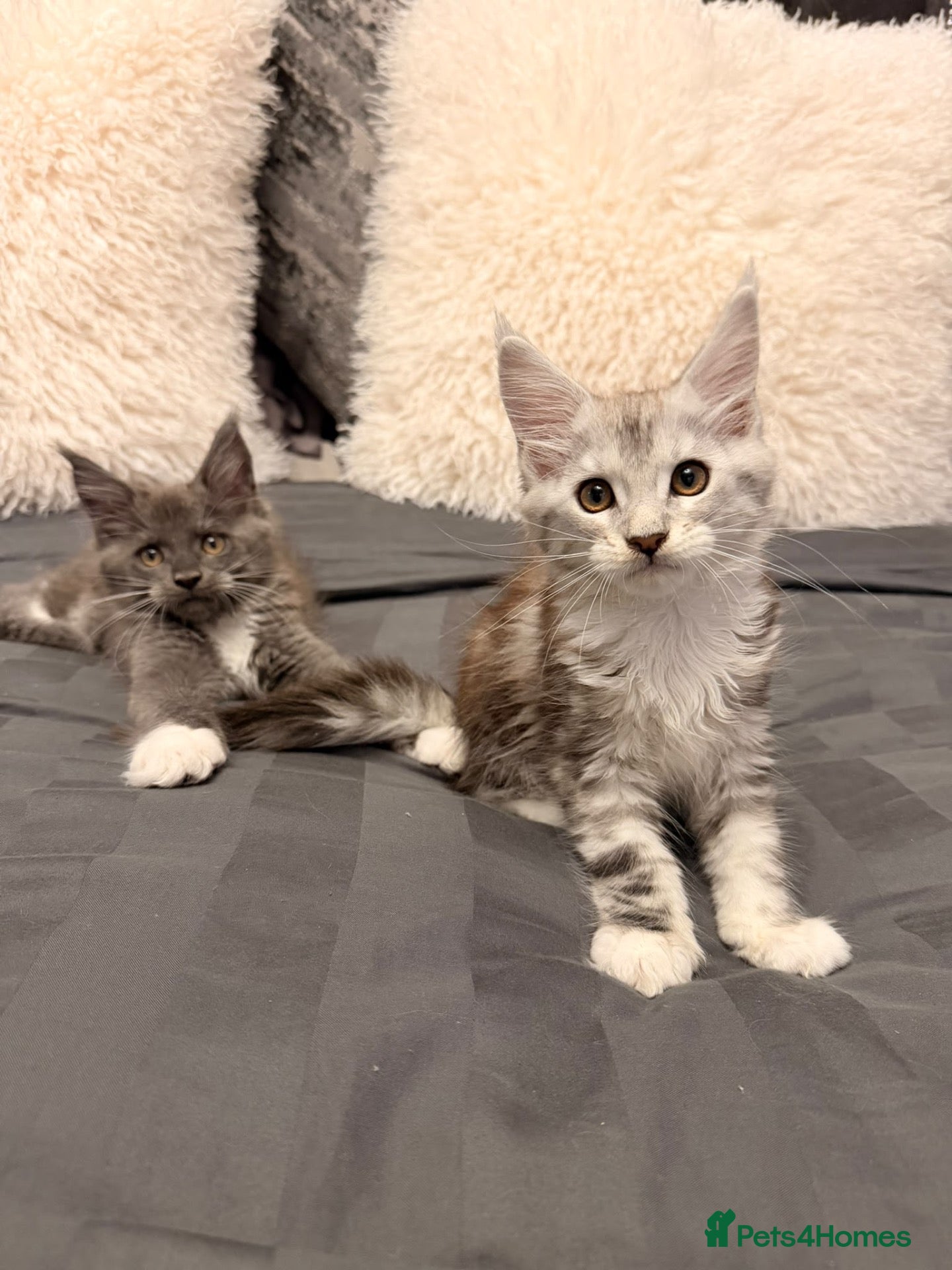 Maine Coon cats Stunning Maine Coon Litter Of Kittens  - Advert 9