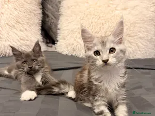 Maine Coon cats Stunning Maine Coon Litter Of Kittens - Advert 1