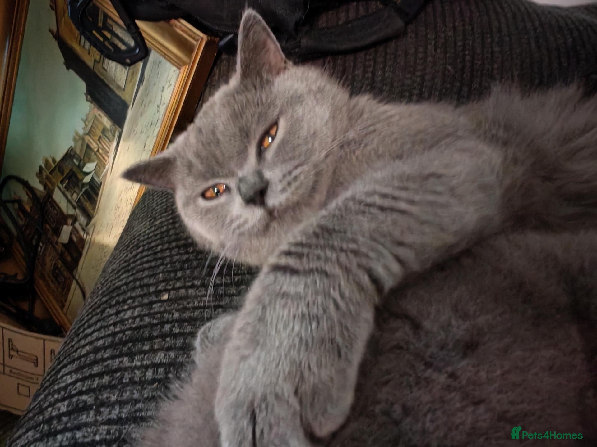 British Shorthair cats British blue for sale gret price - Advert 2