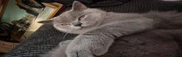 British Shorthair cats for sale: British blue for sale gret price in Pontefract - Advert 1