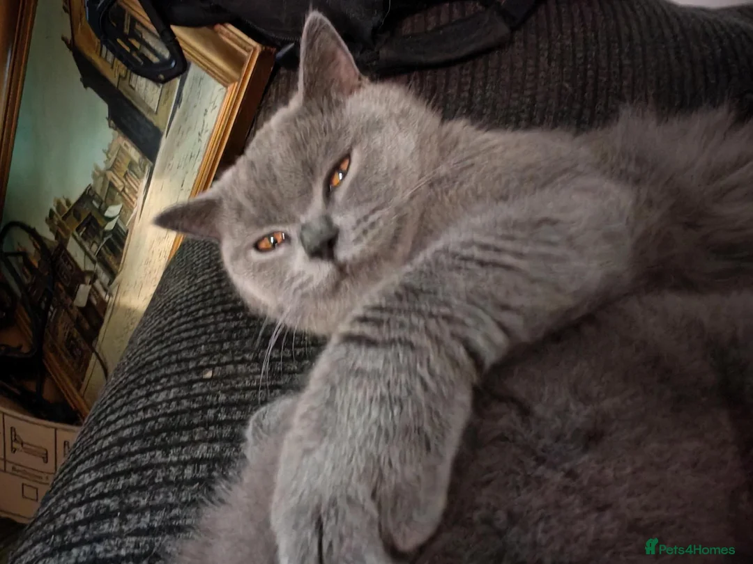 British Shorthair cats for sale: British blue for sale gret price in Pontefract - Advert 1