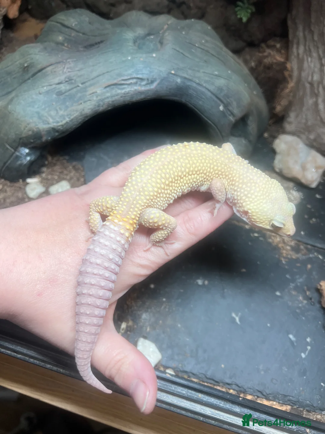 Leopard Gecko reptiles for sale: Male leopard gecko and gorgeous set up  - Advert 1
