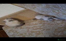 British Shorthair cats for sale: British shorthair kitten for sale - Image 5