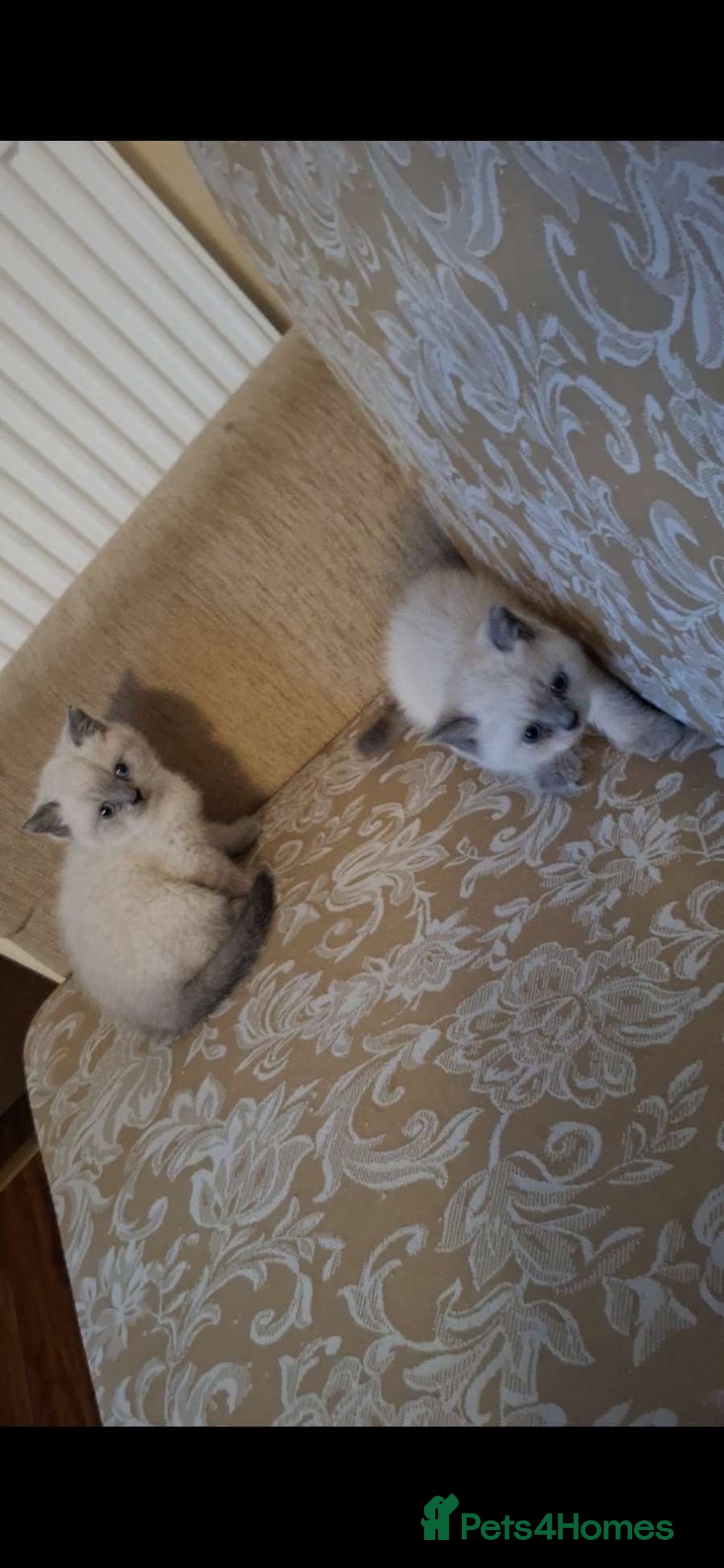 British Shorthair cats for sale: British shorthair kitten for sale - Image 5